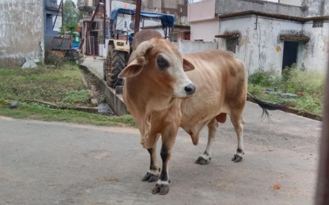 कोंडागांव हाउसिंग बोर्ड कॉलोनी में आवारा सांडों का आतंक, जानलेवा हमले से एक महिला गंभीर रूप से घायल, लोगों में दहशत का माहौल