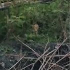 जंगल में दिखा तेंदुआ जैसा जीव,ड्रोन से की गई निगरानी, विलुप्त प्रजाति की जंगली बिल्ली होने का अनुमान