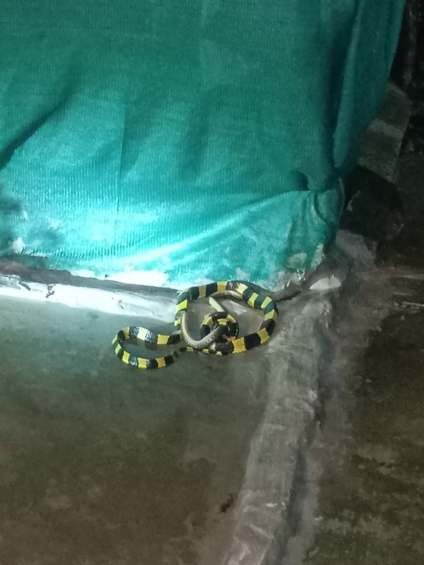 बालको स्थित MTI हॉस्टल में दुर्लभ दृश्य, अहिराज सर्प ने बनाया दूसरे सर्प को शिकार जाने पूरा मामला 