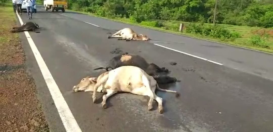 तेज रफ्तार गाड़ियों ने एक दिन में 20 मवेशियों की ली जान