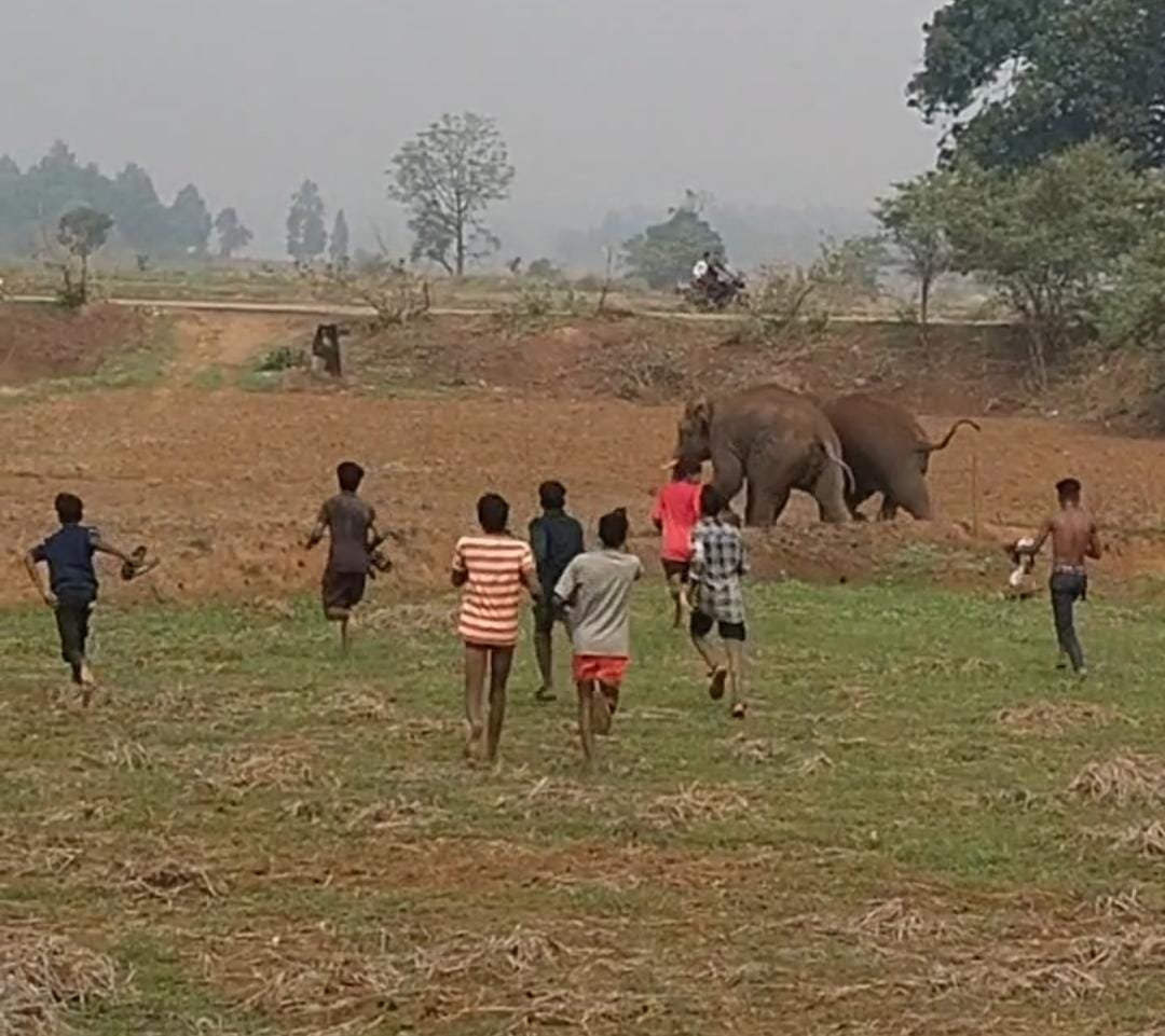Anp News  ग्रामीणों ने पटाखे फोड़कर और हल्ला-गुल्ला कर खदेड़ा, वन विभाग करेगा कार्रवाई