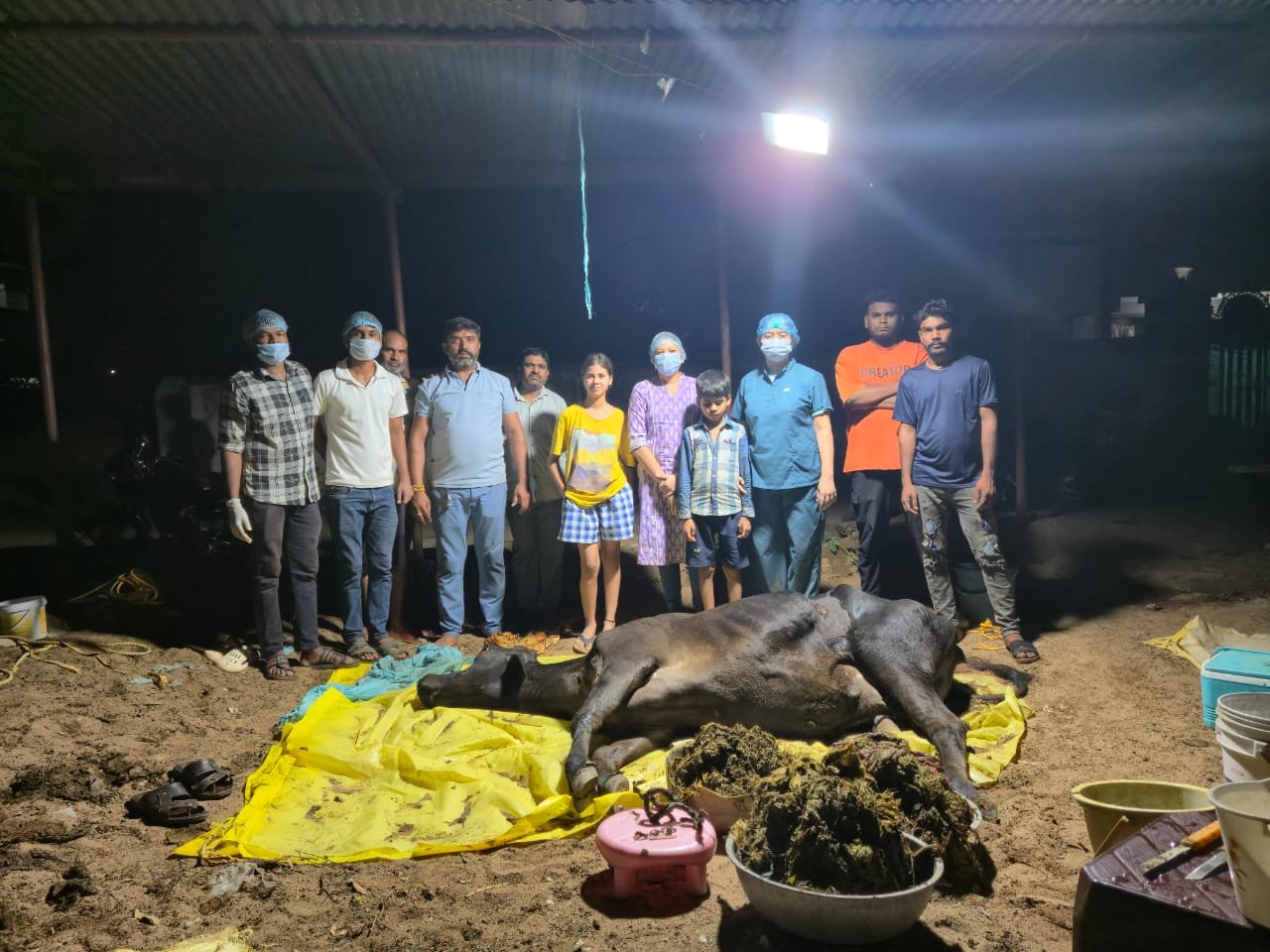 कोंडागांव में गाय के पेट से निकली 80 किलो पॉलीथीन, सफल सर्जरी से बची जान
