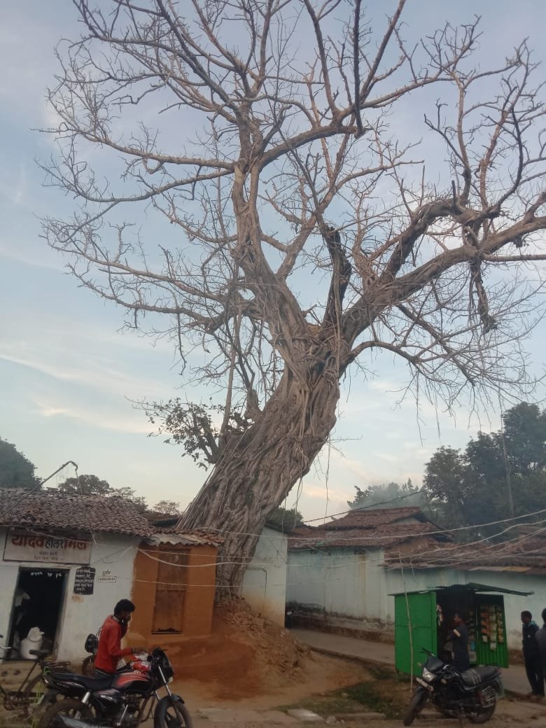 बरगद गिरा, मकान टूटा – सीएमओ पर एफआईआर की मांग, नगर पालिका की लापरवाही उजागर