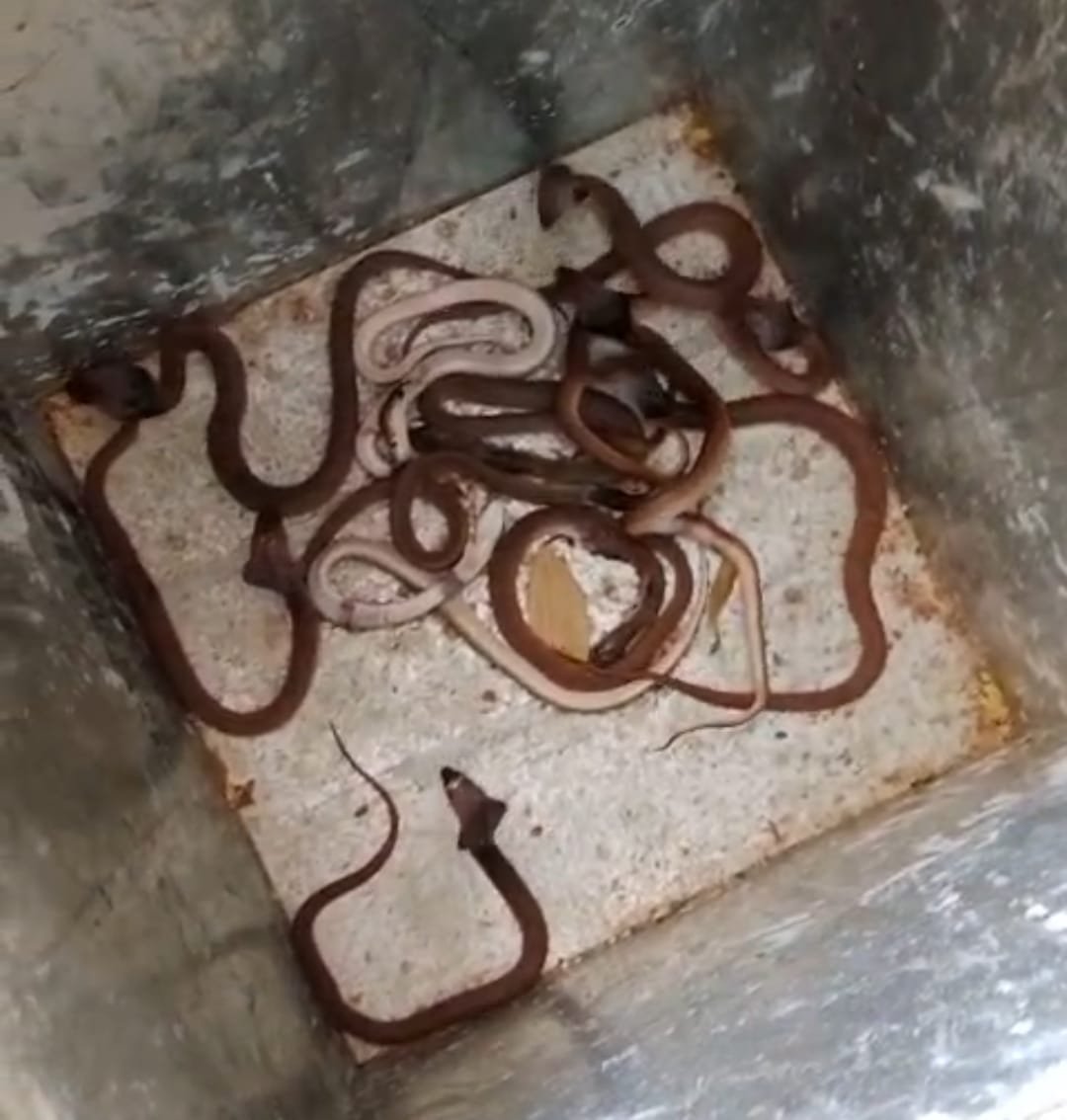 आरंग के देवरी गांव में दहशत, एक ही घर से निकले नाग-नागिन सहित 35 बच्चे