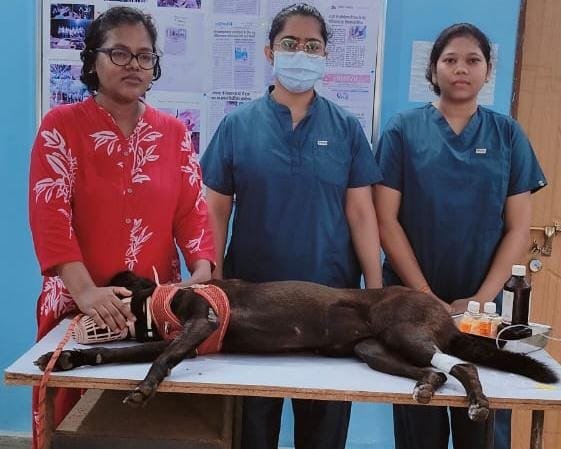 कोंडागांव में पालतू श्वान का जटिल 'कर्ण-रक्तस्राव' ऑपरेशन सफल, पशु चिकित्सा क्षेत्र में जिले ने रचा नया कीर्तिमान
