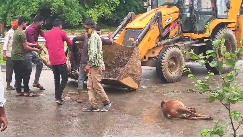 10 मवेशियों की सड़क दुर्घटना में मौत, अज्ञात वाहन चालक के खिलाफ उरगा थाना में FIR दर्ज