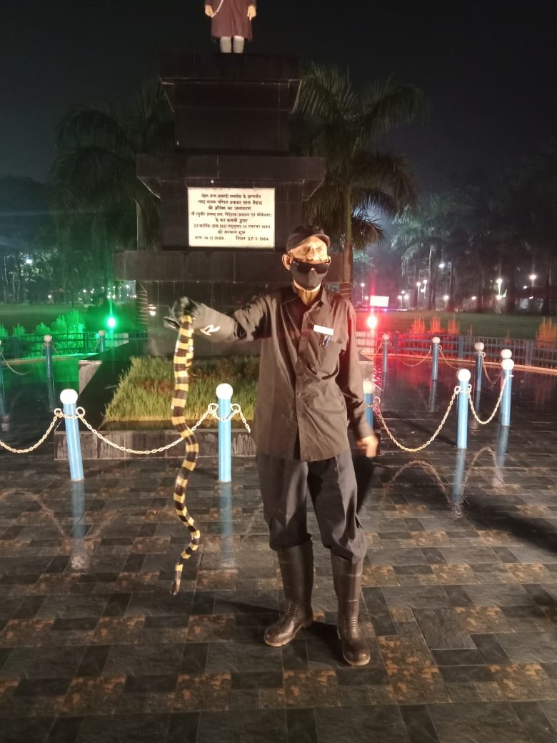 बालको स्थित नेहरू गार्डन में मिला 'साँपों का राजा, अहिराज, रेस्क्यू कर सुरक्षित छोड़ा जंगल