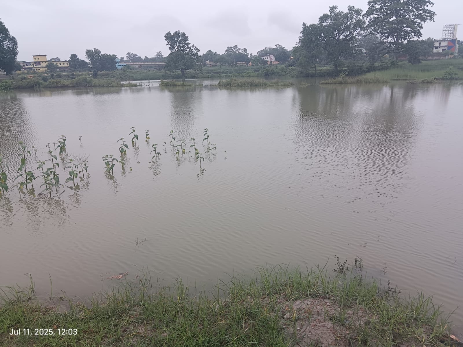 रेलवे निर्माण ने किसानों की ज़मीन को बना दिया तालाब, तीन साल से जलभराव, उरगा के किसान बेहाल 