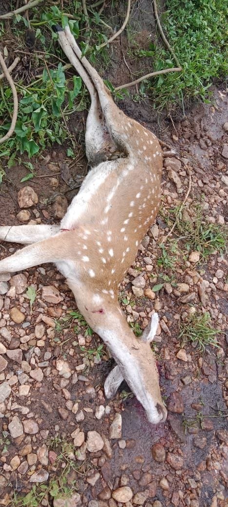 चित्तल का मिला मृत शरीर वन विभाग आया हरकत में