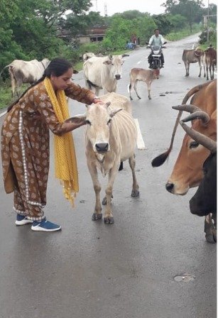 जिले में घुमंतू पशुओं को लगाया जा रहा रिफ्लेक्टीव बेल्ट और टैग...