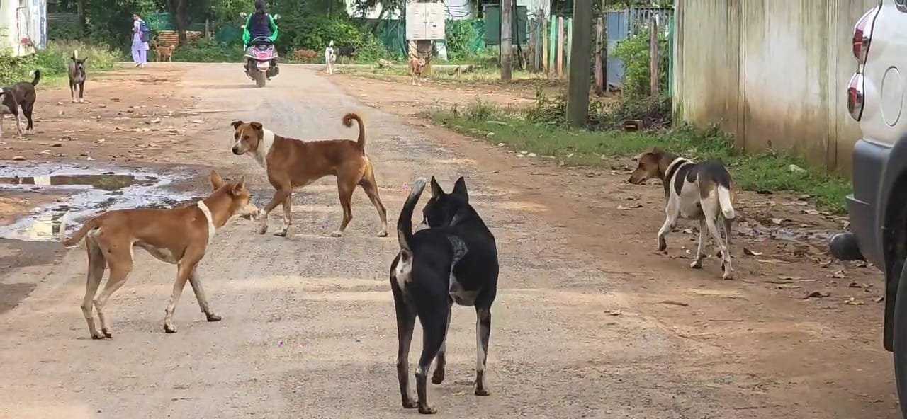कोंडागांव में आवारा कुत्तों का आतंक: हर दिन हो रही घटनाएं, प्रशासन मौन, नागरिकों में गहरा आक्रोश