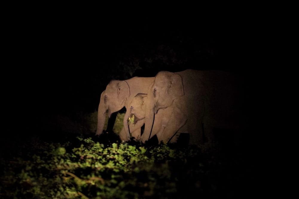 गुरुमुडा, कोड़ा और बांझीबन के जंगलों में पहुंचा हाथियों का दल.. ग्रामीणों में दहशत.. वनविभाग के अधिकारी नदारद.