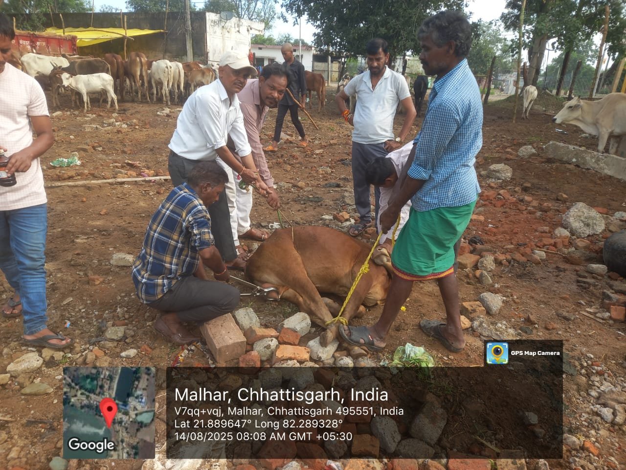 मल्हार मे गौवंश नाटो का बधियाकरण किया गया
