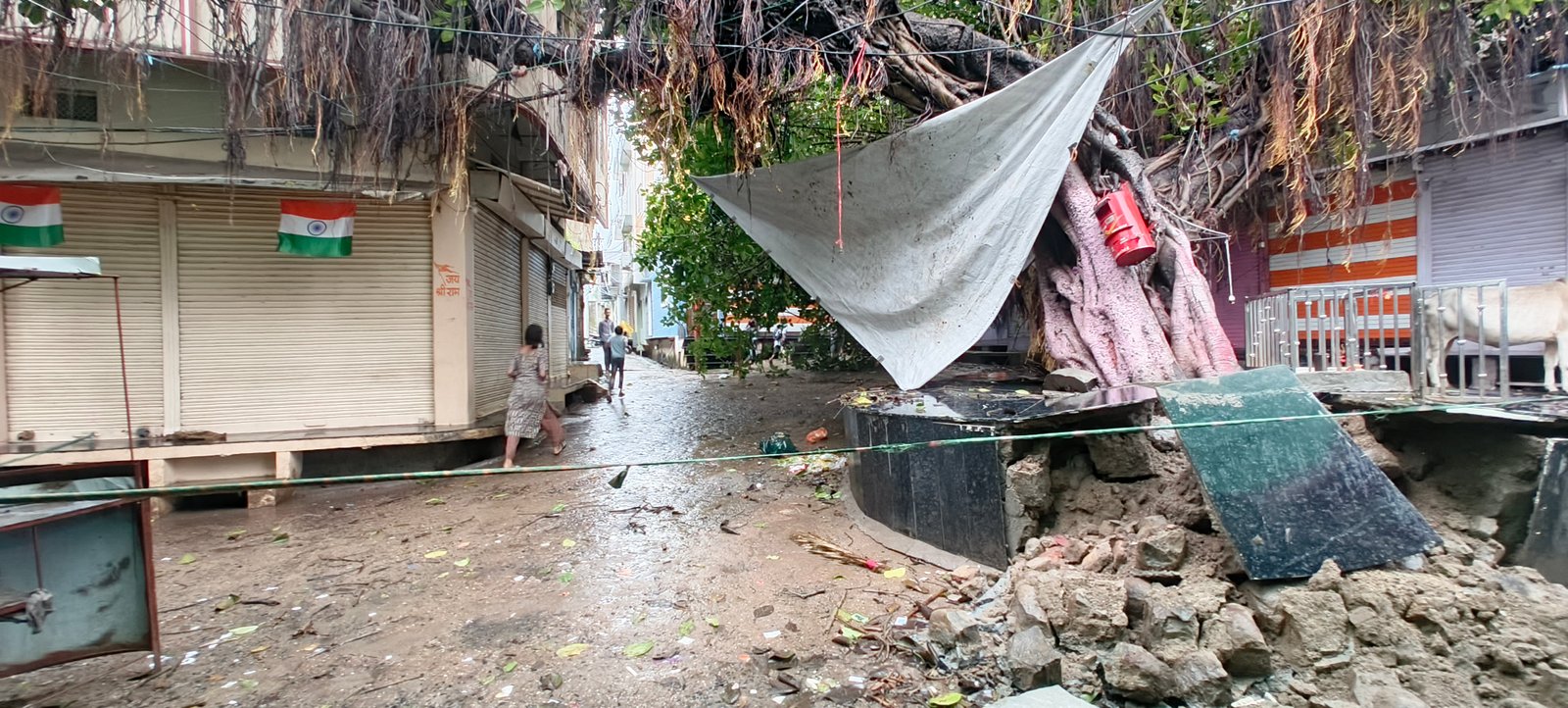 अरनोद कस्बे में 3 सौ साल से ज्यादा पुराना बरगद का पेड़ धराशायी, शाखाएं मकानो की दीवार पर टिकी, बड़ा हादसा टला