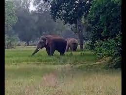 जिले में हाथियों की मौजूदगी से दहशत