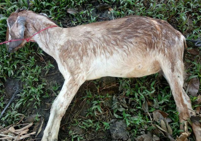 बीवी भागी तो मवेशी को गुस्से से जान से मारा गया ,जेल