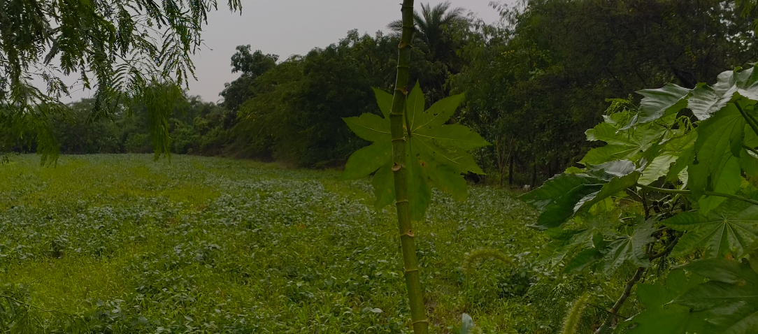 अरनोद प्रतापगढ़ क्षेत्र में लगातार बारिश से किसानों की परेशानी बढ़ी