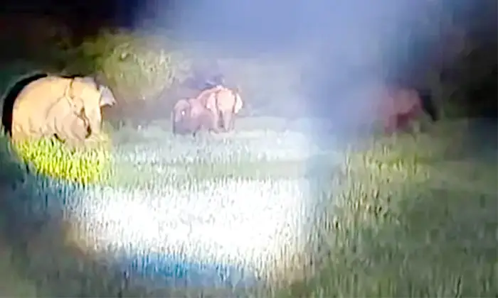 जिले में फिर बढ़ रहा हाथियों से दहशत