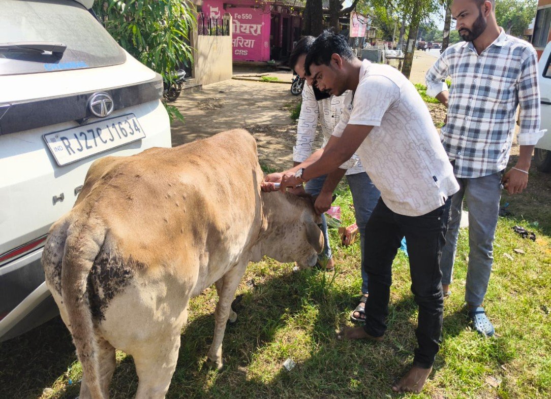 अरनोद में लंपी वायरस से ग्रस्त गाय का इलाज जारी 