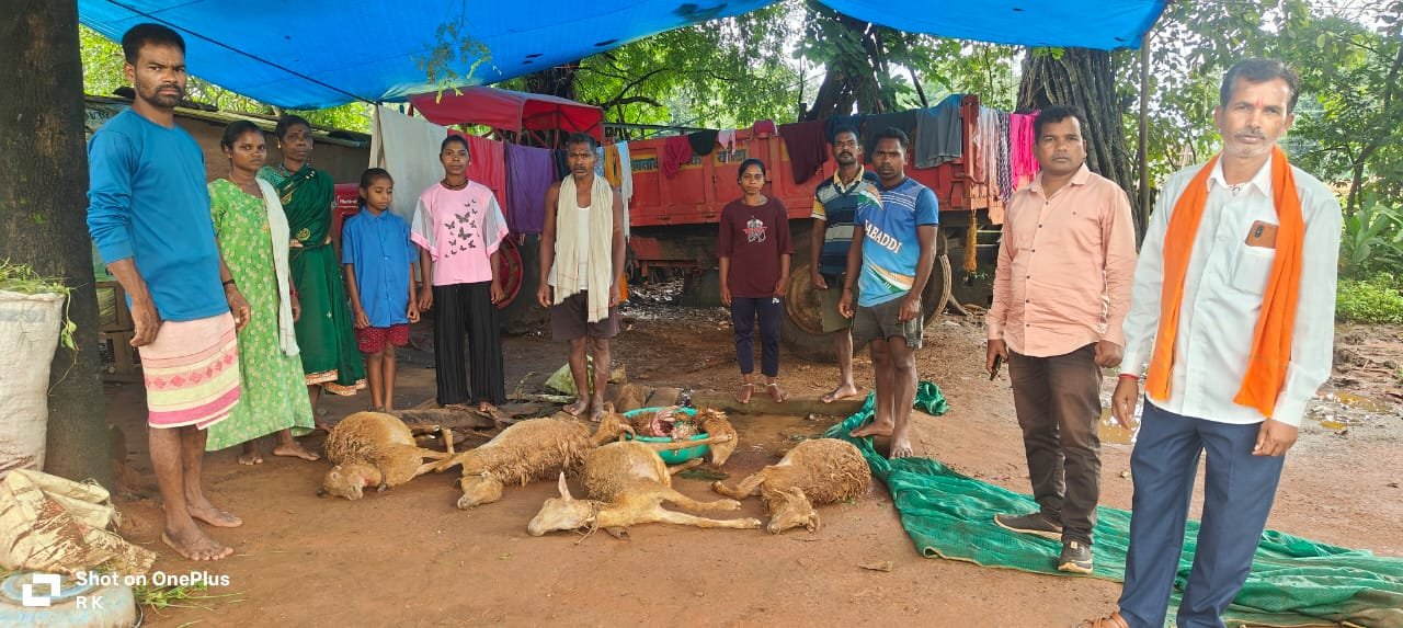 सितली खासपारा में जंगली जानवर का कहर, 8 मेंढ़ों की मौत – ग्रामीणों में दहशत का माहौल