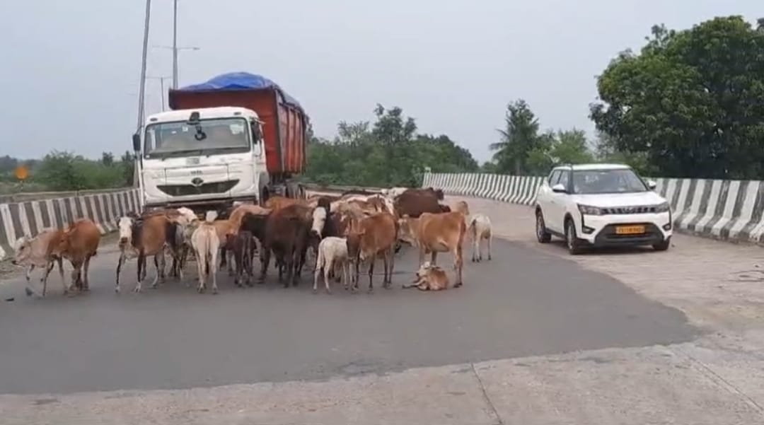 सड़क हादसों में गौवंशों की मौत पर प्रशासन सख्त, रात में चलेगा विशेष गश्त अभियान