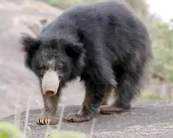 रायगढ़ में फिर भालू का हमला, 65 वर्षीय ग्रामीण घायल