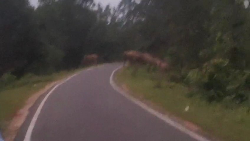 Breaking:करतला वन परिक्षेत्र के बिंझकोट गांव के जंगल में हाथियों के दल का फिर से प्रवेश