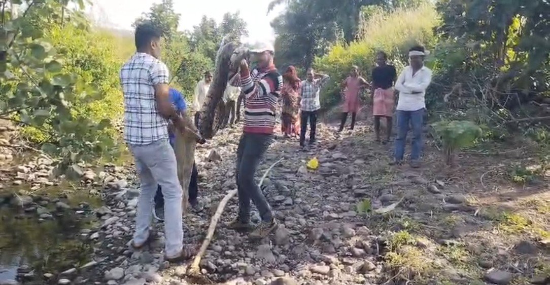 गांगाखो में दिखा 12 फीट लंबा अजगर, वन विभाग ने किया रेस्क्यू, जंगल में छोड़ा सुरक्षित