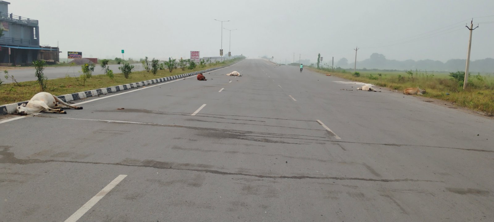 अज्ञात वाहन ने पांच गाय-बैल को रौंदा, तीन की मौत, दो घायल