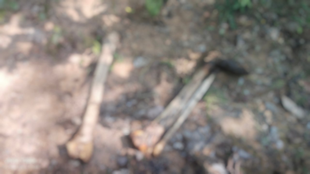 श्यांग थाना क्षेत्र का जंगल में मिला नर कंकाल 1 महीने से लापता था युवक 