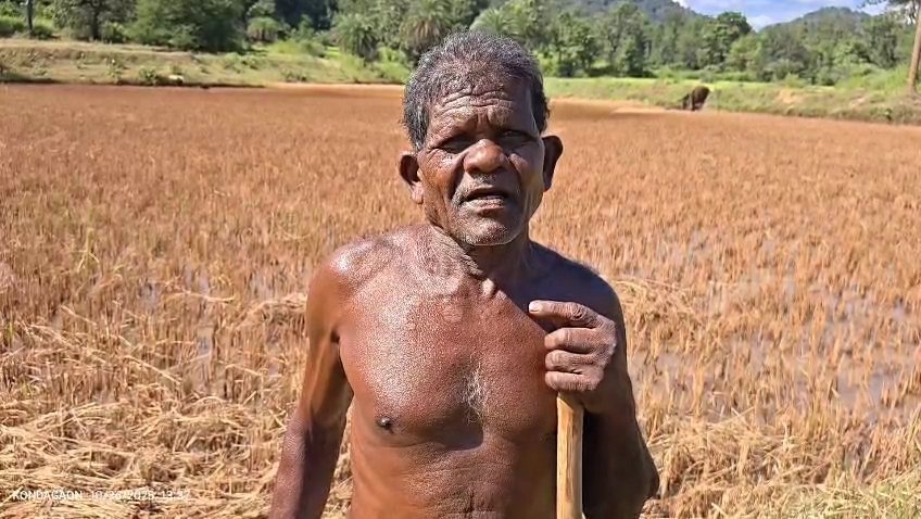 चेरंग में प्राकृतिक आपदा का कहर, छह किसानों की धान फसल पूरी तरह बर्बाद