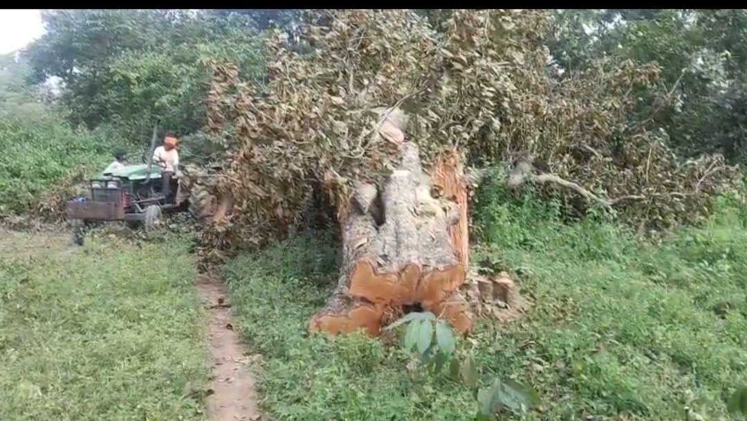 धमनागुड़ी में पेड़ों की अंधाधुंध कटाई, वन विभाग की टीम के निरीक्षण से खुलेगा राज