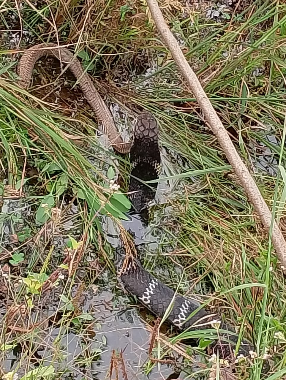 छोटे सांप को निगल गया किंग कोबरा, ग्रामीणों ने देखा हैरान करने वाला नजारा