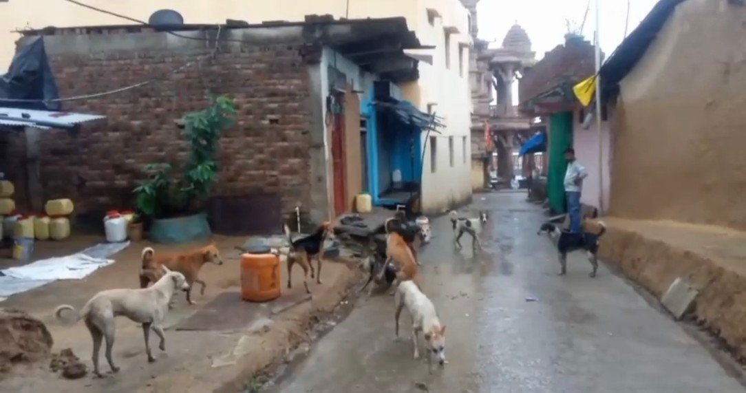 शोली हनुमान जी धाम में कुत्तों का बढ़ता आतंक,श्रद्धालु और ग्रामीण दहशत में, प्रशासन मौन