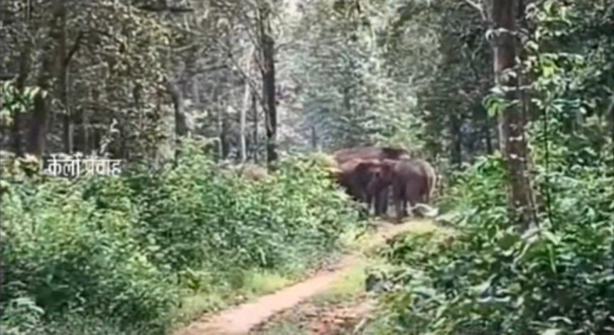 चलो… रोड में मत खड़े हो, जंगल जाओ…’ इंसान की आवाज़ पर लौटे जंगली हाथी