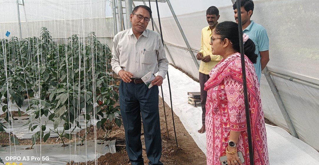 अब गांवों में भी खिल रही है उन्नत खेती की हरियाली- संरक्षित खेती से कृषक बन रहे आत्मनिर्भर, कमा रहे लाखों रुपये