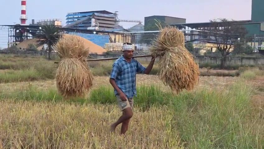 इथेनॉल प्लांट की दूषित जल से कोकोड़ी के किसानों की फसल बर्बाद, पैदावार में आई भारी कमी