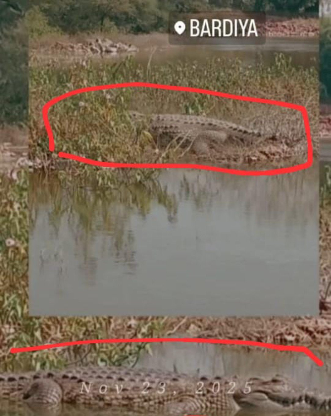 धमोतर के बरडिया के सिंघाड़ा तालाब में मगरमच्छ की सूचना पर वन विभाग सतर्क, जारी किए नंबर