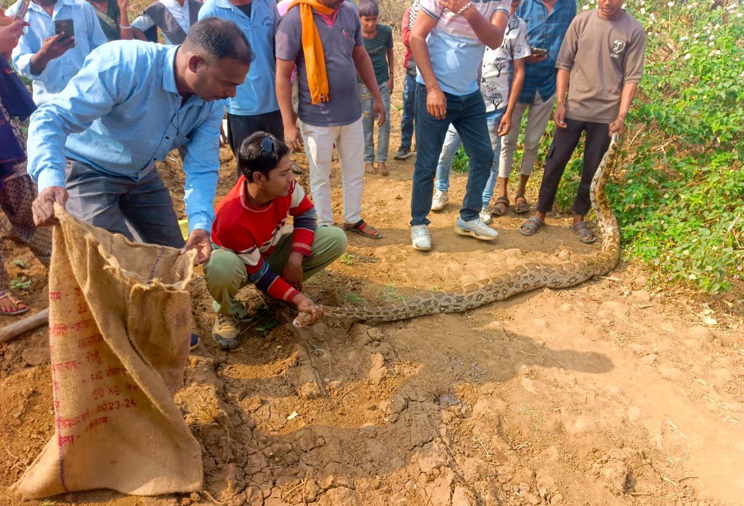 रूपाघाटी गांव में मचा हड़कंप  10 फीट का अजगर पकड़ा, रेस्क्यू कर जंगल में छोड़ा