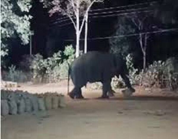 बंगुरसिया धान खरीदी केंद्र में हाथियों का आतंक, किसानों की बढ़ी चिंता