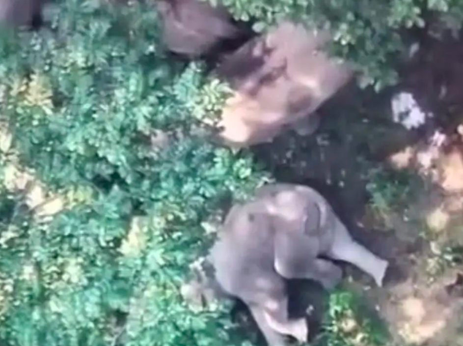 दंतैल हाथी झुंड में शामिल होकर सक्ती रेंज पहुंचाः कटघोरा में 52 और कोरबा वन मंडल में 11 हाथी सक्रिय