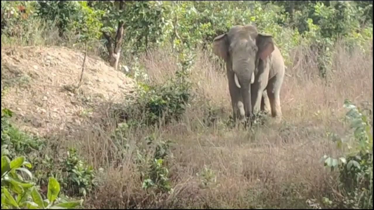 करतला रेंज में एक और हाथी की एंट्री, एक और दंतैल की मौजूदगी से ग्रामीणों को बढ़ा खतरा   