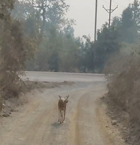 वर्षों बाद कोण्डागांव के पास नजर आया युवा चीतल, इलाके में कौतूहल का माहौल, वन विभाग हुआ सतर्क