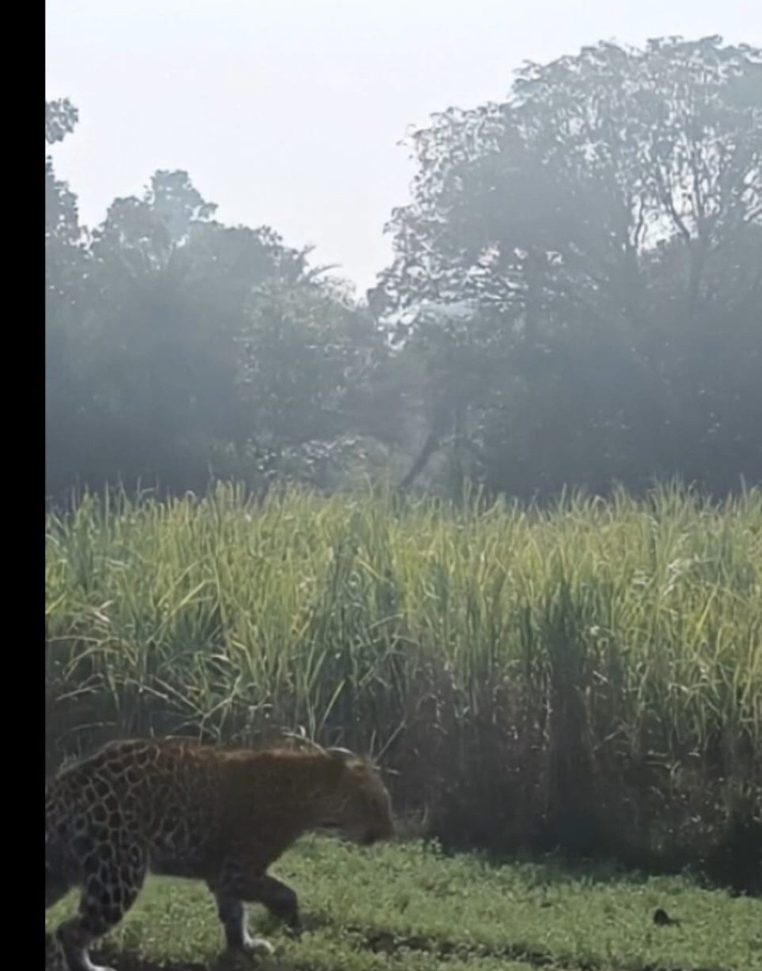 जाजली ग्राम पंचायत के उचवानिया गांव में पैंथर की मौजूदगी, वन विभाग अलर्ट