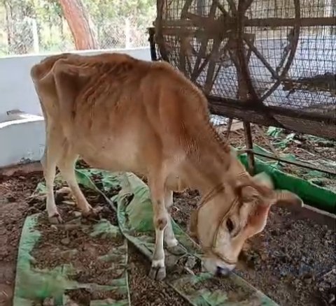 कोंडागांव गोठान की अव्यवस्था चरम पर, भूख-प्यास से तड़पते मवेशी, चौंकाने वाली तस्वीरें आई सामने