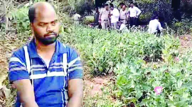 रायगढ़ में अवैध अफीम खेती का बड़ा खुलासा