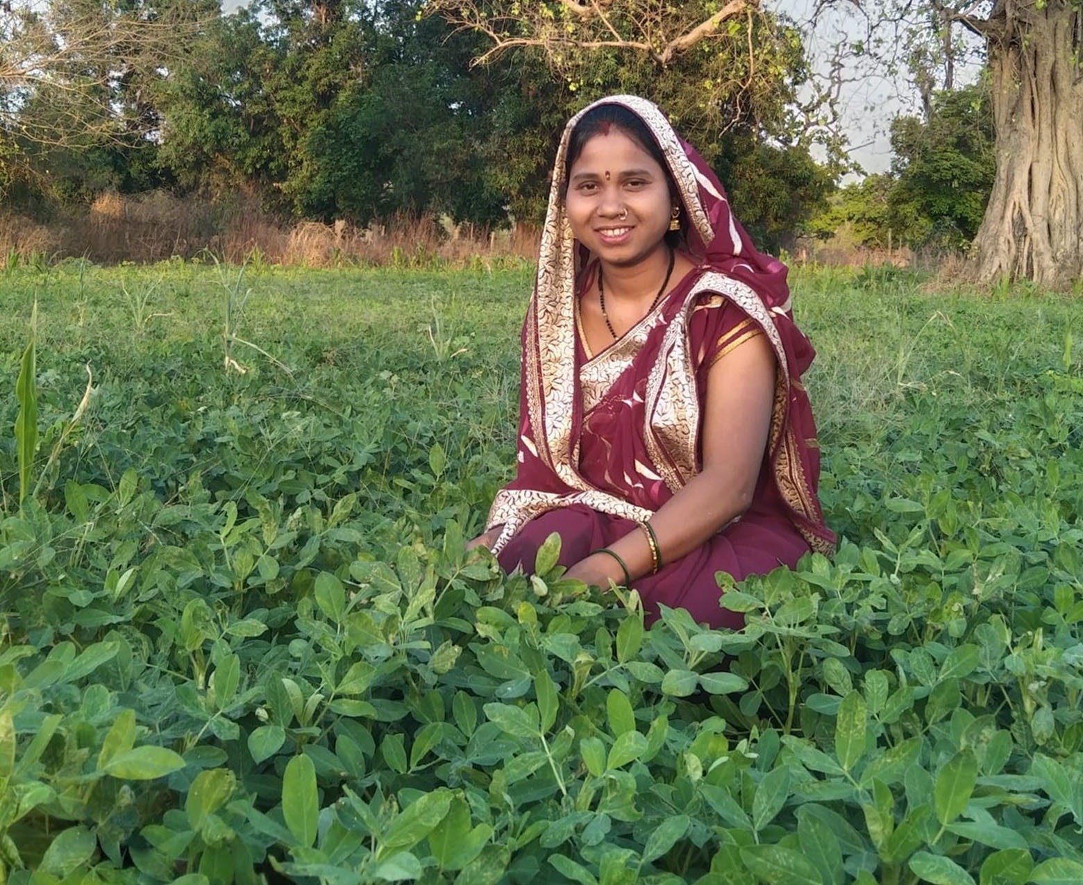 बालको की पहल से बदली खेती की तस्वीर, मूंगफली बनी किसानों की आय का नया सहारा