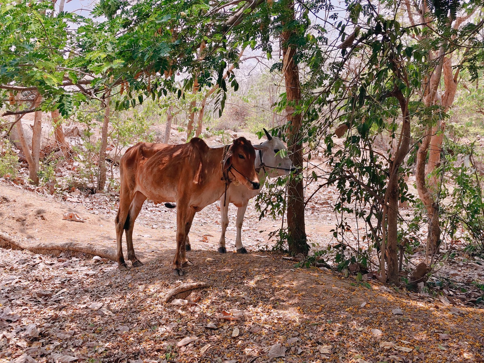 छुरिया क्षेत्र में पशु तस्करी जोरों पर, जंगल के रास्तों से पैदल ले जाए जा रहे मवेशी