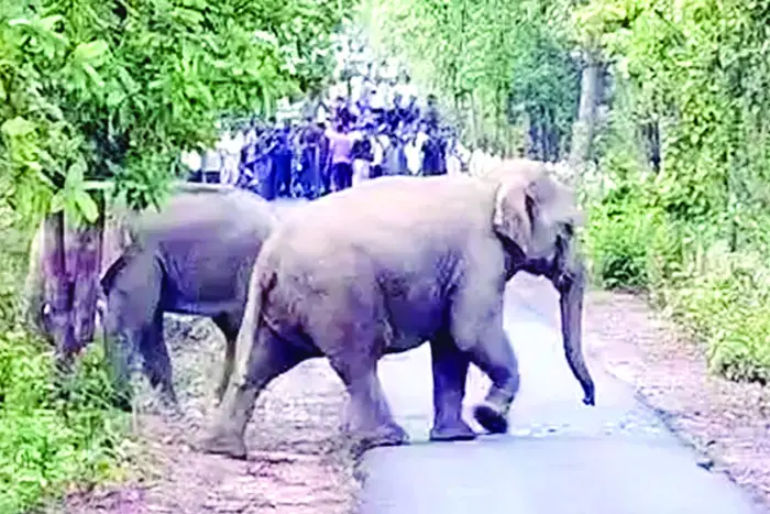 51 हाथियों के विशाल दल ने पार की सड़क, सुरक्षा के लिए थमा यातायात