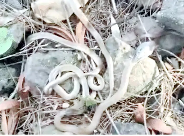 रायगढ़: घर की नींव से निकले कोबरा के 27 अंडे, 10 बेबी स्नेक का रेस्क्यू; बेडरूम में घुसे 5 फीट लंबे नाग को भी पकड़ा गया